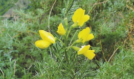 麻豆植物,麻豆植物的神奇功效与栽培技巧揭秘