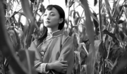 电视剧红高粱多少集,烽火岁月里的爱情与抗争